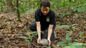 Rehabilitation of Local Wildlife